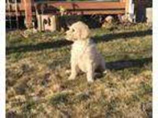 Goldendoodle Puppy for sale in Unity, OR, USA