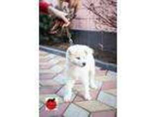 Akita Puppy for sale in New York, NY, USA