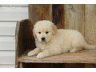 Golden Retriever Puppy for sale in Ripley, WV, USA