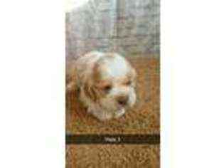 Medium Photo #1 Cocker Spaniel Puppy For Sale in Prairie Du Chien, WI, USA