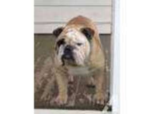 Bulldog Puppy for sale in ROSENBERG, TX, USA