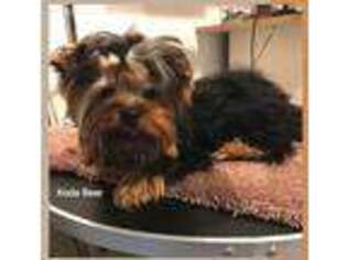 Yorkshire Terrier Puppy for sale in Hardin, MT, USA