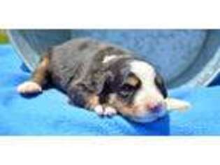 Bernese Mountain Dog Puppy for sale in Kendallville, IN, USA