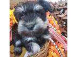 Mutt Puppy for sale in Canterbury, CT, USA