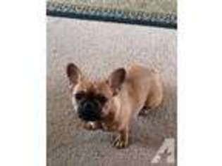 French Bulldog Puppy for sale in SHEPHERD, MI, USA