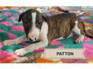 Bull Terrier Puppy for sale in Fort Smith, AR, USA