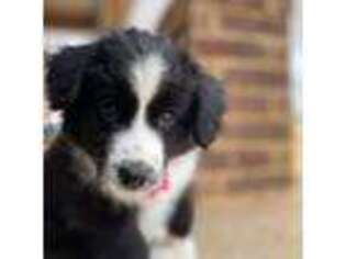 Miniature Australian Shepherd Puppy for sale in Shallowater, TX, USA