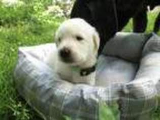 Labrador Retriever Puppy for sale in Medford, MA, USA