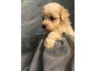 Maltese Puppy for sale in Schriever, LA, USA