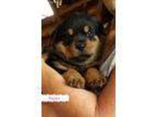 Rottweiler Puppy for sale in Beatty, OR, USA