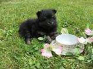 Pomeranian Puppy for sale in Smithville, OH, USA