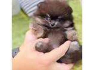 Pomeranian Puppy for sale in Wellesley, MA, USA