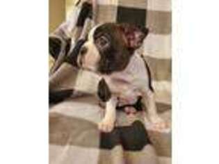 Boston Terrier Puppy for sale in Billings, MT, USA