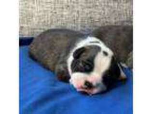 Boston Terrier Puppy for sale in Royse City, TX, USA