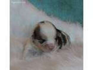 Pembroke Welsh Corgi Puppy for sale in New London, MN, USA