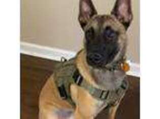 Belgian Malinois Puppy for sale in Olive Branch, MS, USA