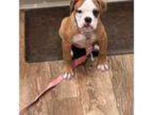 Olde English Bulldogge Puppy for sale in North Babylon, NY, USA