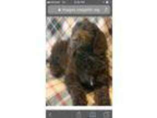 Goldendoodle Puppy for sale in Little River, SC, USA