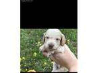 Dachshund Puppy for sale in Sophia, NC, USA