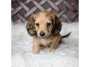Dachshund Puppy for sale in Hazleton, PA, USA