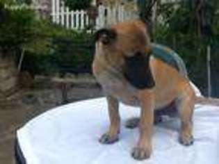Belgian Malinois Puppy for sale in Pittsburgh, PA, USA