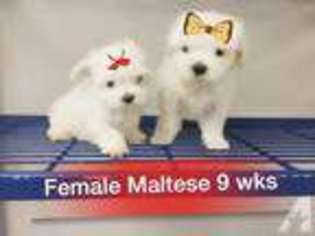 Maltese Puppy for sale in GRAND PRAIRIE, TX, USA