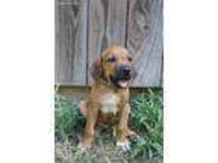 Rhodesian Ridgeback Puppy for sale in Willis, TX, USA