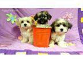 Shorkie Tzu Puppy for sale in Birch Run, MI, USA