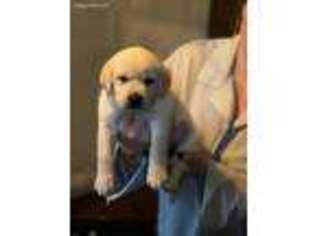 Labrador Retriever Puppy for sale in Delhi, NY, USA