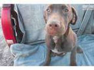German Shorthaired Pointer Puppy for sale in Rapid City, SD, USA