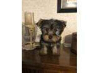 Yorkshire Terrier Puppy for sale in Raymondville, MO, USA