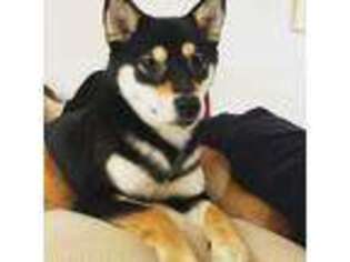 Shiba Inu Puppy for sale in Brookline, MA, USA