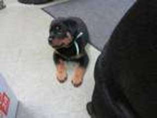 Rottweiler Puppy for sale in Livonia, MI, USA