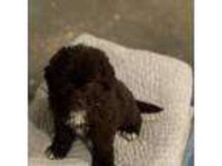 Newfoundland Puppy for sale in Muscoda, WI, USA