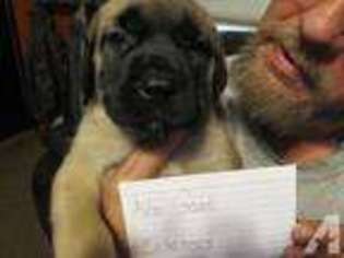 Mastiff Puppy for sale in MARION, AR, USA