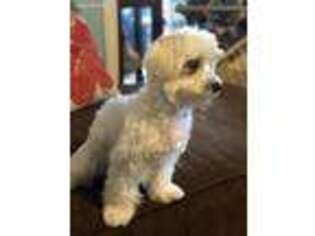 Maltese Puppy for sale in Adolphus, KY, USA