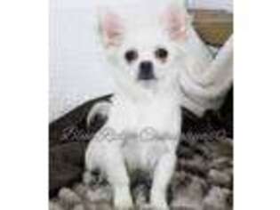 Chihuahua Puppy for sale in Christiansburg, VA, USA