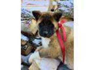 Akita Puppy for sale in Rochester, IN, USA