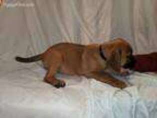 Bullmastiff Puppy for sale in Akron, OH, USA