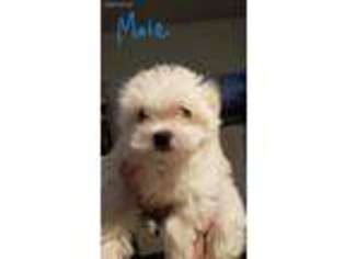 Maltese Puppy for sale in Virginia Beach, VA, USA
