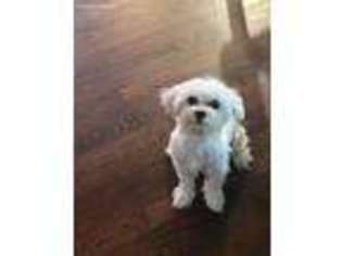 Maltese Puppy for sale in West Milford, NJ, USA