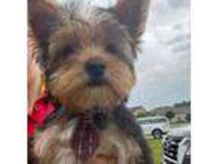 Yorkshire Terrier Puppy for sale in Saint Augustine, FL, USA