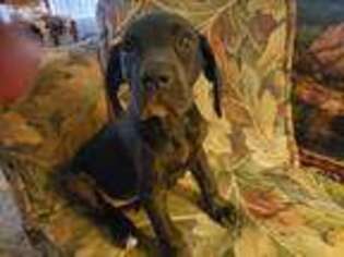 Great Dane Puppy for sale in Menifee, CA, USA