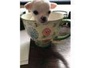 Chihuahua Puppy for sale in Lockport, IL, USA