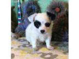 Chihuahua Puppy for sale in Hico, TX, USA