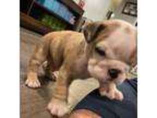 Bulldog Puppy for sale in Calumet City, IL, USA