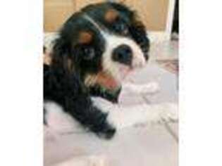 Cavalier King Charles Spaniel Puppy for sale in Beverly Hills, CA, USA