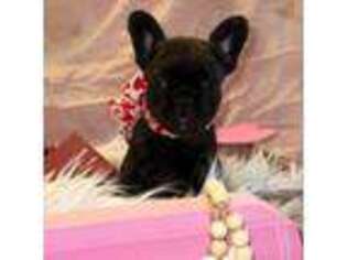 French Bulldog Puppy for sale in Brewster, NY, USA