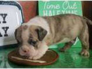 Bulldog Puppy for sale in Clinton, IL, USA
