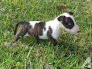 Bull Terrier Puppy for sale in FORT LAUDERDALE, FL, USA